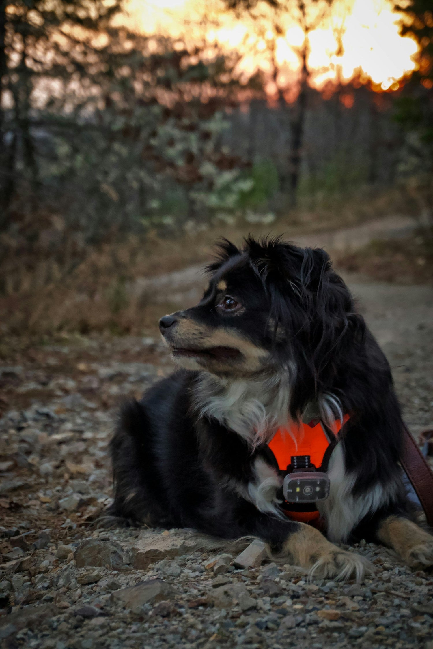 Outdoor Pet Supplies