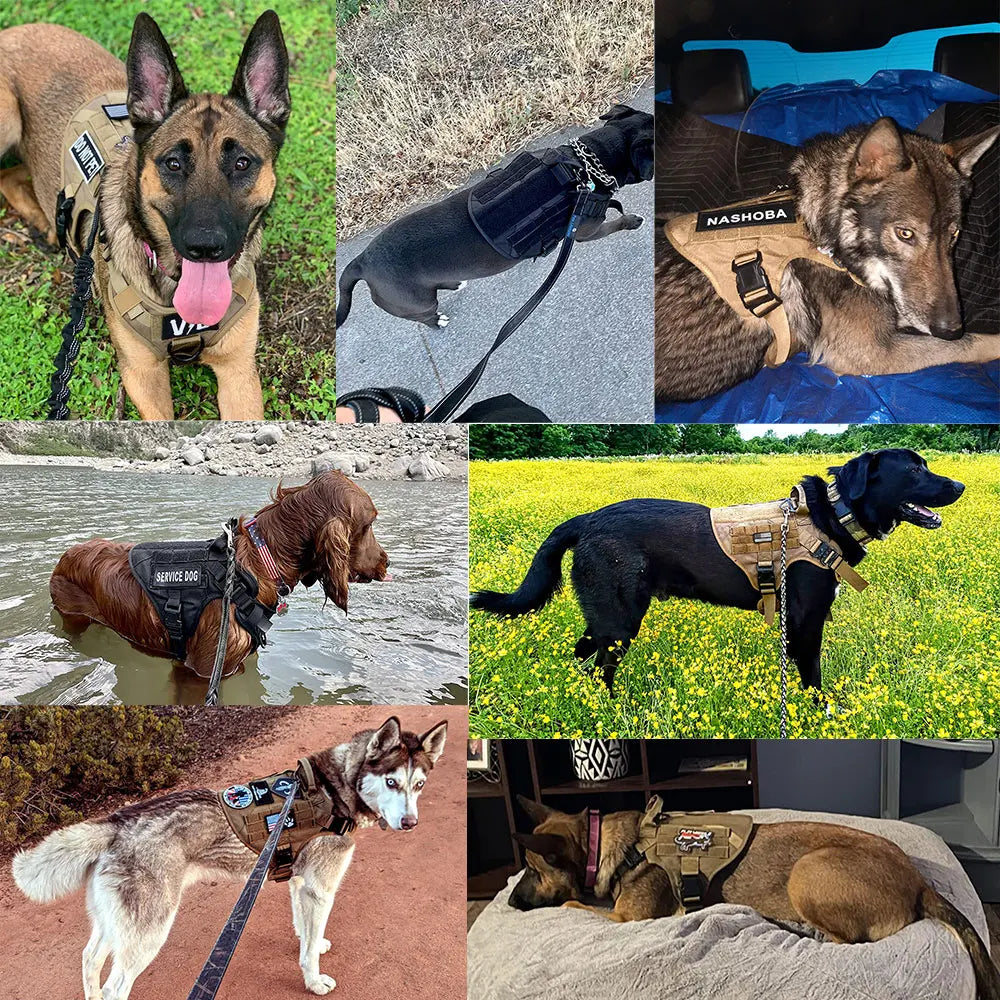 Nylon Dog Harness And Leash Set Padded Breakaway Quick Release