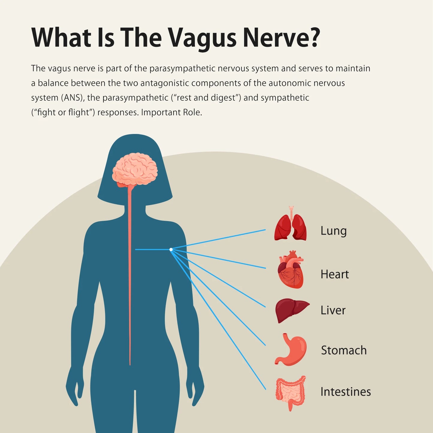 ZENOWELL Vita Vagus Nerve Stimulation For Deep Sleep And Anxiety
